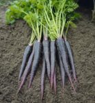 Carrot - Black Nebula - St. Clare Heirloom Seeds