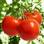 Tomato, Red - Bonnie Best - St. Clare Heirloom Seeds