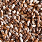 Bean, Dry Bean- Painted Pony - St. Clare Heirloom Seeds