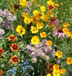 Flower - Wildflower - Bee Feed Mix - St. Clare Heirloom Seeds