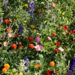Flower - Wildflowers - Deer Resistant Mix - St. Clare Heirloom Seeds
