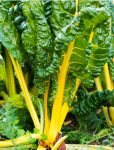 Swiss Chard- Canary Yellow - St. Clare Heirloom Seeds